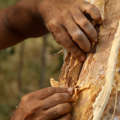 Hand touching bark tree
